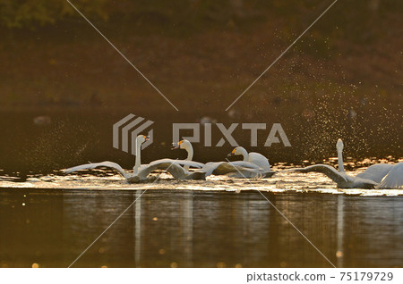 Swan in Oike Swan in Oike 75179729