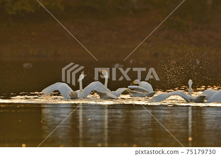 Swan in Oike Swan in Oike 75179730