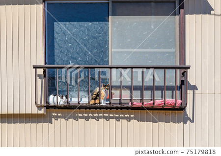 Two kittens basking in the sun on the window railing Two kittens basking in the sun on the window railing 75179818
