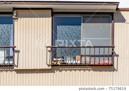 Two kittens basking in the sun on the window railing Two kittens basking in the sun on the window railing 75179819