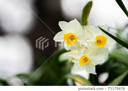 Narcissus 75179876