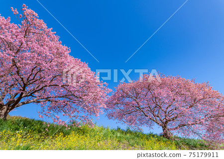 靜岡縣加茂區南伊豆町青野川沿河川櫻花 靜岡縣加茂區南伊豆町青野川沿河川櫻花 75179911