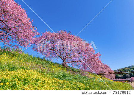 靜岡縣加茂區南伊豆町青野川沿河川櫻花 75179912