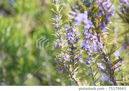 Rosemary Flower 75179943
