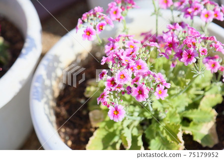 Primulae flower Primulae flower 75179952