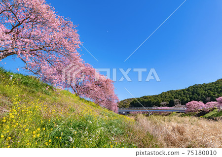 靜岡縣加茂區南伊豆町青野川沿河川櫻花和油菜花 靜岡縣加茂區南伊豆町青野川沿河川櫻花和油菜花 75180010