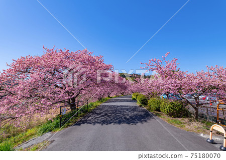 靜岡縣加茂區南伊豆町青野川沿河川櫻花和油菜花 75180070
