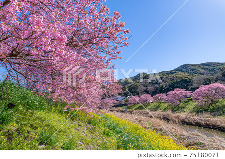 Kawazu cherry blossoms and rape blossoms along the Aono River in Minamiizu Town, Kamo District, Shizuoka Prefecture 75180071