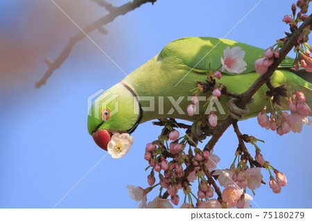 Wild seaweed macaw male eating cherry blossoms Wild seaweed macaw male eating cherry blossoms 75180279