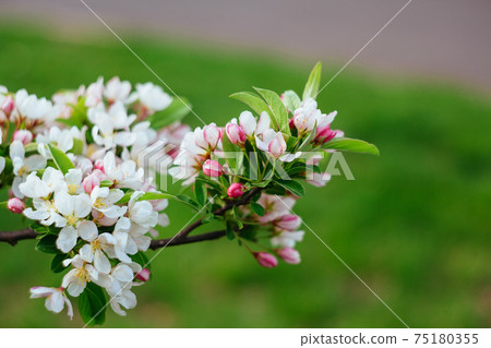 Beautiful nature scene with blooming tree spring blossom on sunny day 75180355