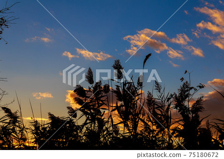 Colorful autumn sunset with sun rays coloring the clouds Colorful autumn sunset with sun rays coloring the clouds 75180672