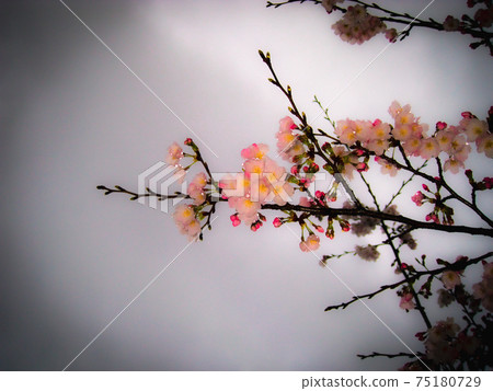 Sakura, afternoon day after rain Sakura, afternoon day after rain 75180729