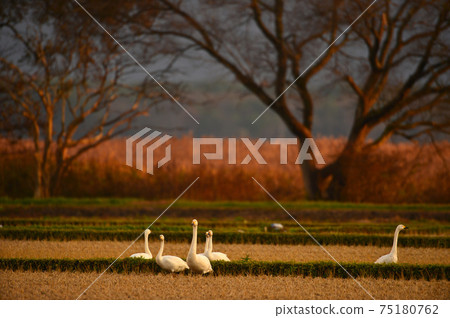 Swan in Lake Inawashiro Swan in Lake Inawashiro 75180762