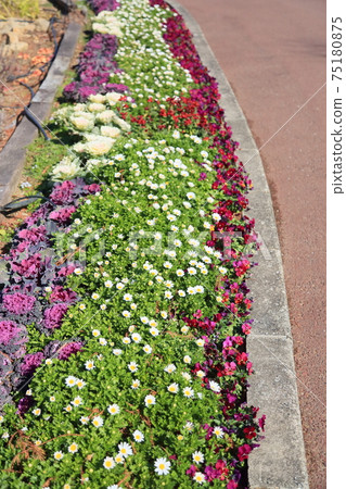 Early spring flower bed North paul flower Early spring flower bed North paul flower 75180875