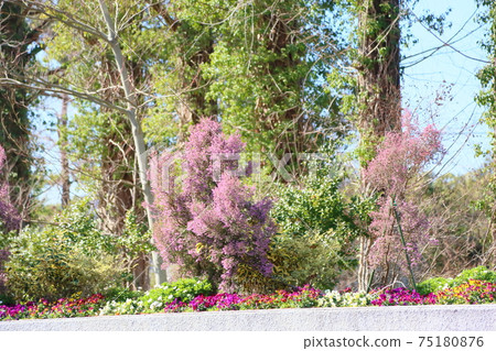 Erica's flower Erica's flower 75180876