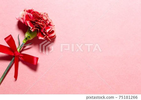 Mother's Day red carnation pink background material Mother's Day red carnation pink background material 75181266