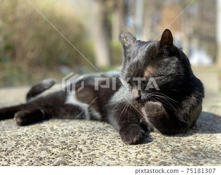 Grooming cat, black cat, cat animal Grooming cat, black cat, cat animal 75181307