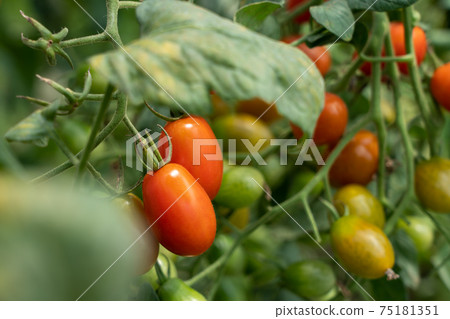 紅色櫻桃西紅柿(8月)家庭花園 紅色櫻桃西紅柿(8月)家庭花園 75181351