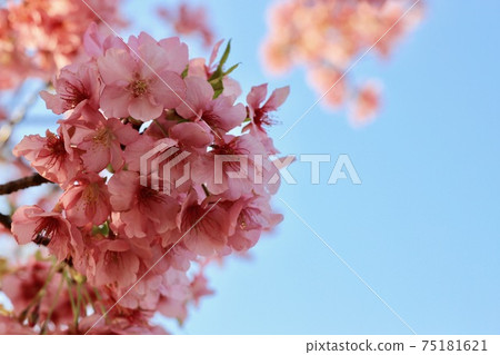 Spring Feature Cherry blossoms 75181621