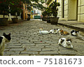 Havana stray cats 75181673