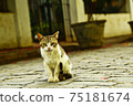 A cat visiting here 75181674