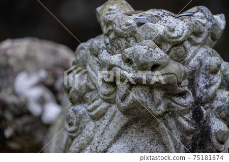 Blue Manseyan Musukuji Blue Manseyan Musukuji 75181874