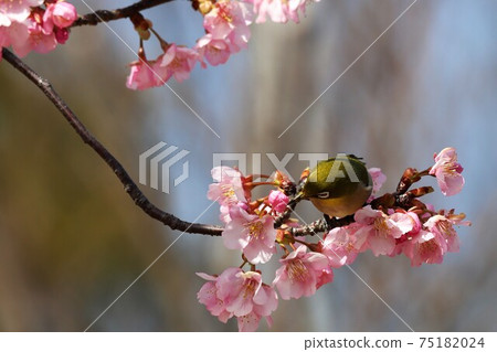 Mami Hill Park Kawazu Sakura and White-eye 75182024