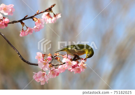 Mami Hill Park Kawazu Sakura and White-eye 75182025
