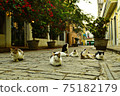 Cuban street cat family 75182179