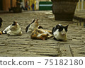 Cuban stray cats relaxing 75182180
