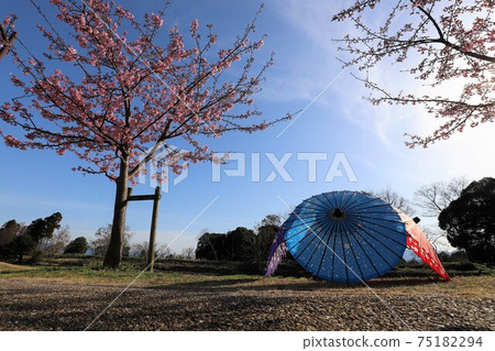 鮮見山公園梅花和櫻花走廊 鮮見山公園梅花和櫻花走廊 75182294