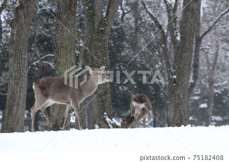 Nara Park Deer Winter Nara Park Deer Winter 75182408