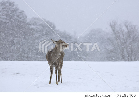 Nara Park deer winter snowfall Nara Park deer winter snowfall 75182409