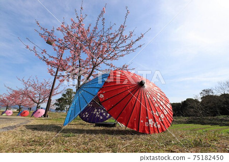 鮮見山公園梅花和櫻花走廊 鮮見山公園梅花和櫻花走廊 75182450