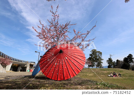 Umami Hill Park Plum and Cherry Blossom Corridor Umami Hill Park Plum and Cherry Blossom Corridor 75182452