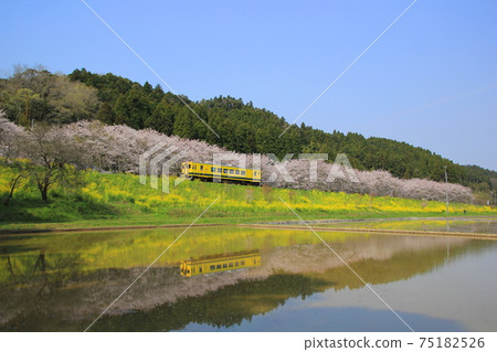 Isumi鐵路和櫻花和油菜花 75182526