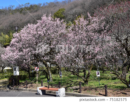 Plums in Bairin Park Plums in Bairin Park 75182575