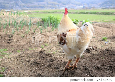 Chicken Chicken 75182689