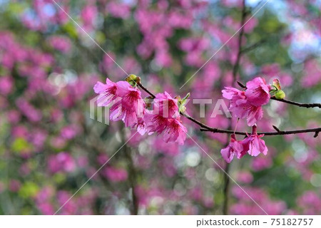 台灣山櫻（Prunus campanulata Maxim）希坎櫻（Yamasakura） 75182757