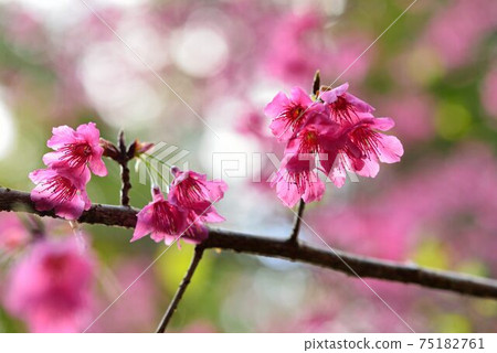 台灣山櫻（Prunus campanulata Maxim）希坎櫻（Yamasakura） 75182761