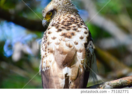 年輕的鳳頭蛇鷹 年輕的鳳頭蛇鷹 75182771