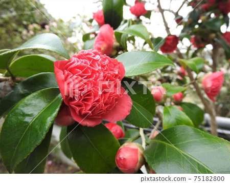 茶花:紅沙丁魚/紅卡拉科 茶花:紅沙丁魚/紅卡拉科 75182800