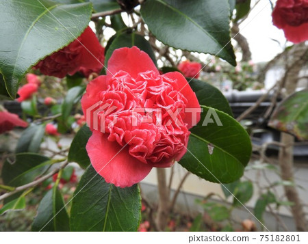 Camellia: Red sardine / Red Karako 75182801
