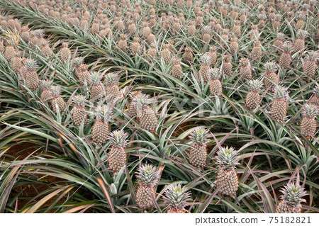 landscape of pineapple farm 75182821