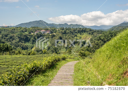 rural scenery of tea farm at Yuchi rural scenery of tea farm at Yuchi 75182870