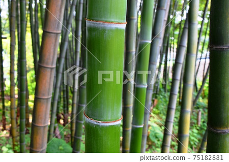 Spring bamboo grove Spring bamboo grove 75182881