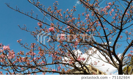 Kawazu cherry blossoms in front of Inagekaigan station Kawazu cherry blossoms in front of Inagekaigan station 75182984