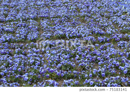 Early spring flowerbed blue viola 75183141