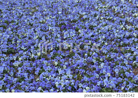 Early spring flowerbed blue viola 75183142