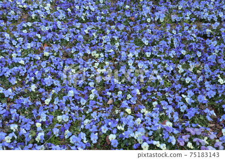 Early spring flowerbed blue viola 75183143